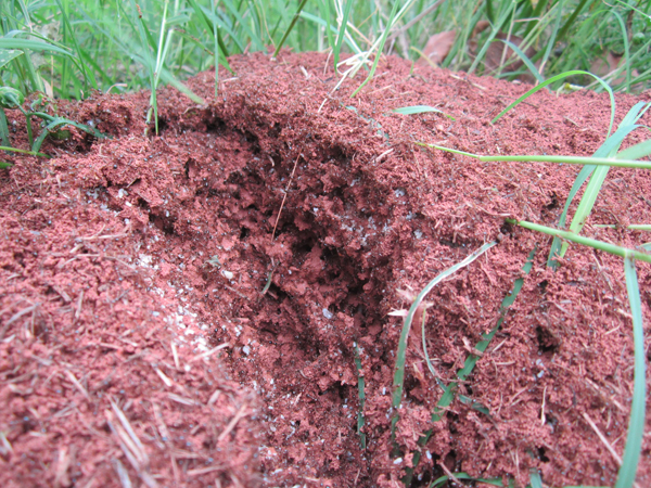 公園、社區(qū)、校園等公共場(chǎng)所進(jìn)行有效紅火蟻防制